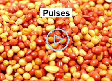 Pulses